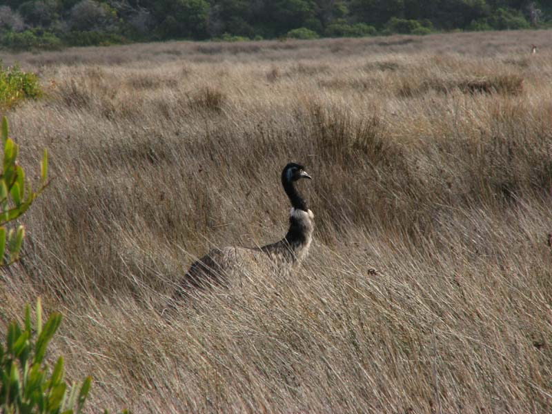 Emu in the Grass